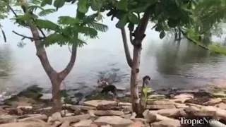 Tropic Now video: Croc attacks dog