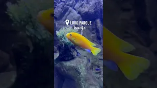 Cute Little Fish at Loro Parque Zoo Tenerife, Canary Islands