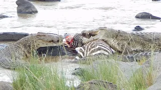 CROCODILE VIOLENTLY RIPS OFF ZEBRA FACE ( Viewer discretion advised)