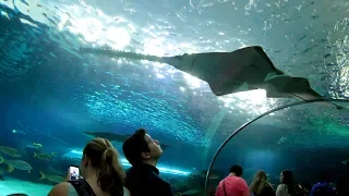 The Dangerous Lagoon (Ripley's Aquarium of Canada)