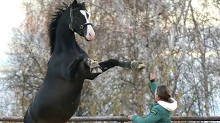 Фантасмагоричная лошадь Империал Стар