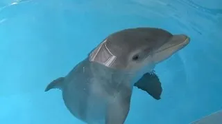 Baby Dolphin Meets Family Who Rescued Him