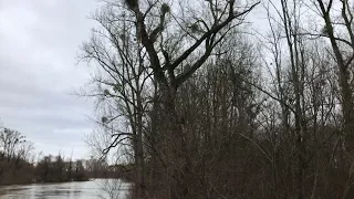 Germersheim-Leimersheim Hochwasser