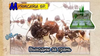 Myrmicaria sp. и формикарий Каблук // Обзор