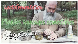 Lactofermentation dégustation de plantes sauvages  apres 1 mois #lactofermentation #cueillette