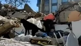 La sorprendente labor de los perros rescatistas tras el Terremoto en Siria y Turquía