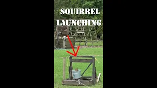 Squirrel Launching / Squirrel Catapult / Squirrel Launcher #shorts