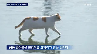 꽁꽁 얼어붙은 한강 위로 고양이가 밤을 달리다