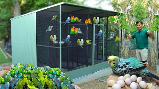 DISCOVER MY DIY HANDFEED formula for baby birds. We Have Hundreds of Newly Hatched Exotic Birds!
