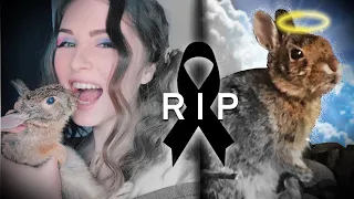 DESCANSA EN PAZ JITOMATITO 🐰😞🖤 Le damos su último adiós…