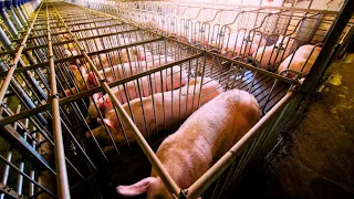 How Farmers Deal With Millions Of Farm Animals - Raising Animals Documentary