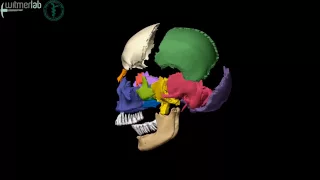 Human skull - exploded skull with bones labelled, based on CT scanning