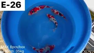 2305 Isa Koi Farm E26