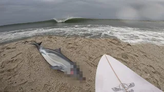 POV RAW SURFING WITH SEALS | Cornwall's South Coast