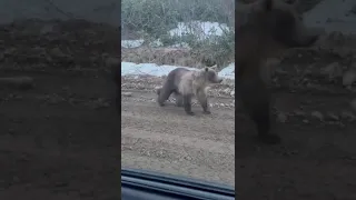 Медведица с медвежонком повстречались жителям Итурупа