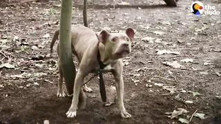 Pit Bull Left Tied To Tree In The Woods | The Dodo