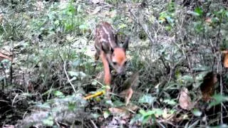 Abandoned Deer Fawn Crying For Its Mother … What does a baby #deer (fawn) sound like?