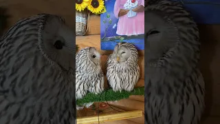 Совы хахатушки 😂😂 #сова #музейсовушек #филосовия #токсово #owl