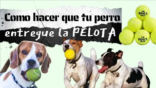 ENSEÑAR a mi PERRO a TRAER la PELOTA y SUELTE | FÁCIL y RÁPIDO.