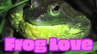Hip-Hop Frogs: real and funny frog calls put in music sequencer
