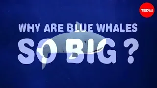 Why are blue whales so enormous? - Asha de Vos