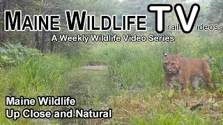 Maine Wildlife | Trail Cam | Up Close and Natural | Deer | Fawn | Bear | Coyote | Bobcat