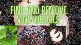 Get Rid Of Vine Weevils For Good!