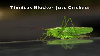 Tinnitus Blocker Just Crickets Nature Sounds