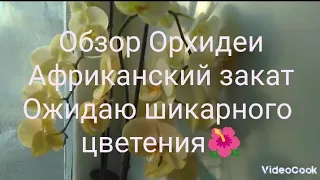 Обзор Орхидеи Африканский закат 🤗Жду шикарного цветения 🌸