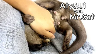 溢れ出すアドレナリンを全身で表現するカワウソ [Otter life Day 588]【カワウソアティとういとにゃん先輩】