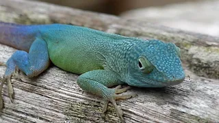 Jamaican and Antiguan Anoles in Bermuda