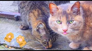 Cute Stray Cats.