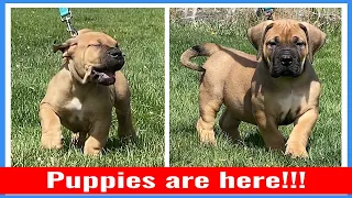 Boerboel Puppies!