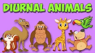 Diurnal Animal Song