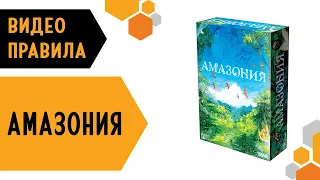 АМАЗОНИЯ — видео правила настольной игры 🌳🦧🌞