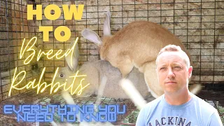 BREEDING RABBITS-EVERYTHING YOU NEED TO KNOW