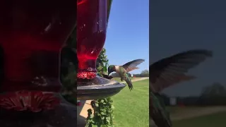 Hummingbird sips from birdfeeder in Slow Motion. Kolibrie drinkt nectar. Kolibri..