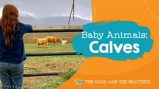 Baby Animals | Calves | The Good and the Beautiful