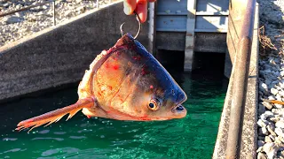 RARE MONSTERS were Living in this DEEP Spillway!!!