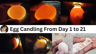 Egg Candling Using Mobile Phone // egg candling from day 1 to 21