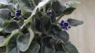 African Violet in Bloom at last!