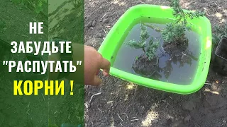 Расправляю корни при высадке растений.