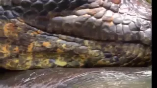 Anaconda vs crocodile