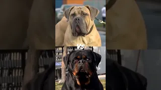 Boerboel vs Rottweiler #ytshorts #dogbreed #youtubeshorts