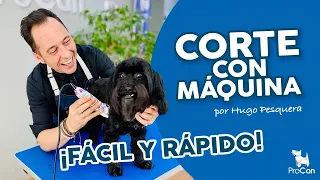 Cómo cortar el pelo a un perro con máquina 🐶✂ Consejos para peluquear o rapar | Hugo Pesquera