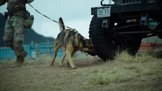 31Kilo: The Military Working Dog