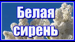 "Белая сирень" Красивая и душевная песня о любви. Послушайте!