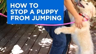 How to Train Your Puppy to Stop Jumping