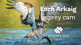 Male osprey delivers fish to his mate - Loch Arkaig Osprey Cam (2020)