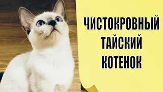 Тайская кошка - наш Тайский котенок Целестина  / Сейчас вы можете купить котенка от Леси